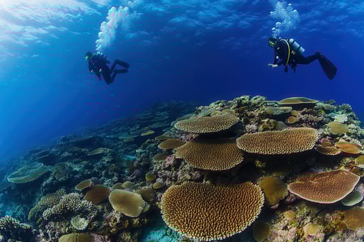 Two divers exploring a vibrant coral reef underwater. photo