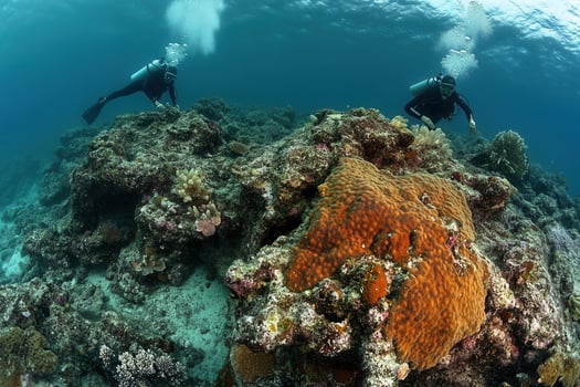 Divers exploring a vibrant coral reef underwater. photo