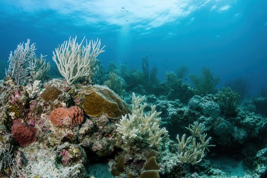 Underwater coral reef teeming with marine life. photo