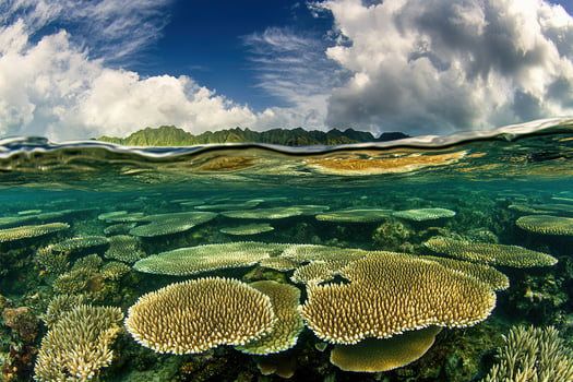 Underwater coral reef with vibrant marine life. photo