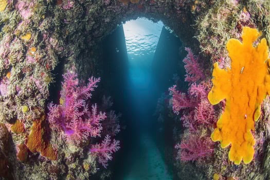 Underwater view of coral and marine life. photo