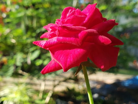 A Single Red Rose with Dewdrops and a Blurred Green Background photo