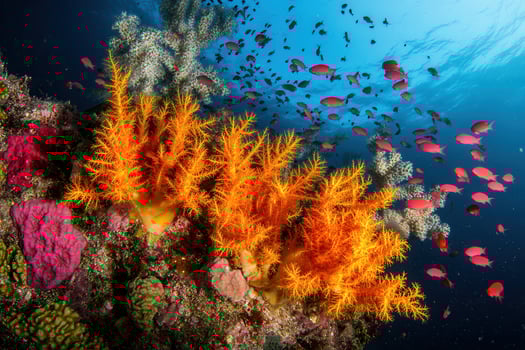 Vibrant coral reef teeming with colorful fish. photo