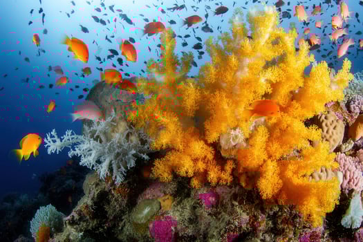 Vibrant coral reef teeming with colorful fish. photo