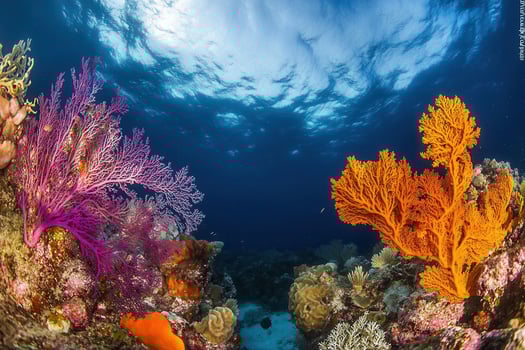 Vibrant coral reef with colorful marine life. photo