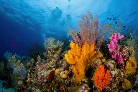 Vibrant coral reef teeming with marine life. photo