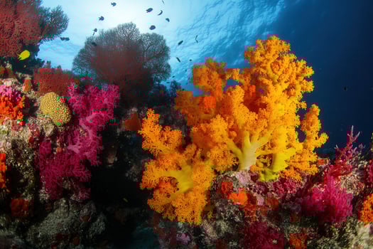 Vibrant coral reef teeming with marine life. photo