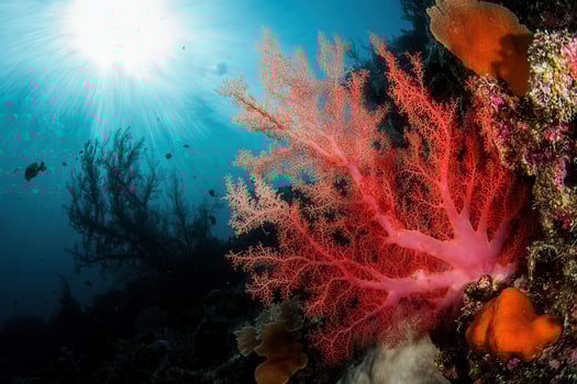 Vibrant coral reef with sunlight filtering through water. photo