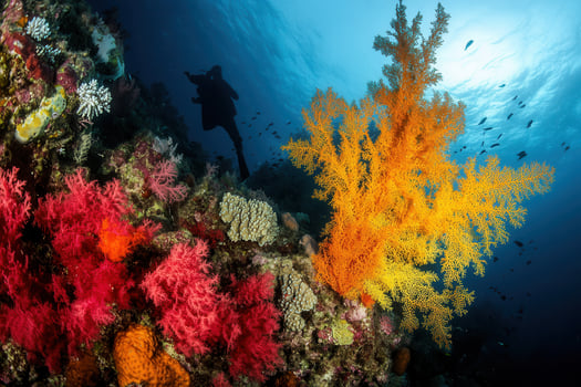 Vibrant coral reef with a diver exploring marine life. photo