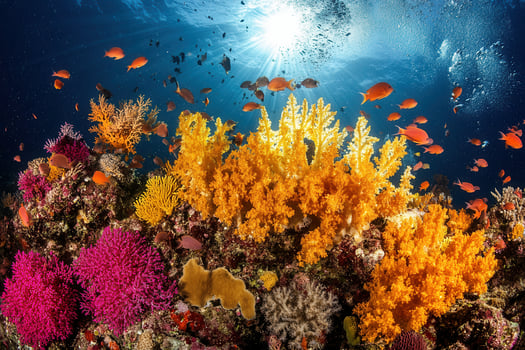 Vibrant coral reef with colorful fish and sunlight. photo
