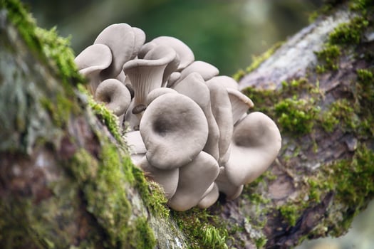 Cluster of Oyster Mushrooms Growing on Mossy Tree in Forest Environment photo