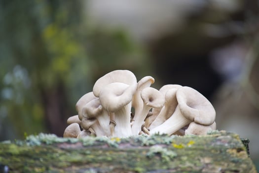 Stunning Oyster Mushrooms on Natural Wood photo