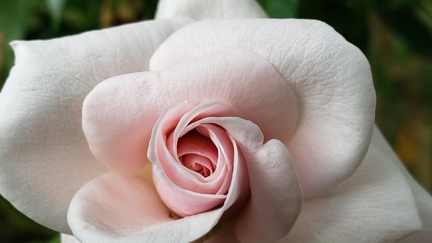 A Close-Up of a Light Pink Rosebud photo