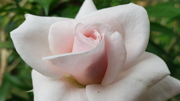 Close-up of a Delicate Pink Rosebud photo