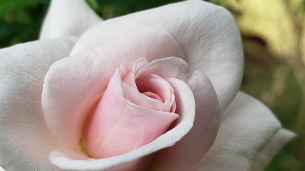 Close-up of a Delicate Pink Rose Bud photo