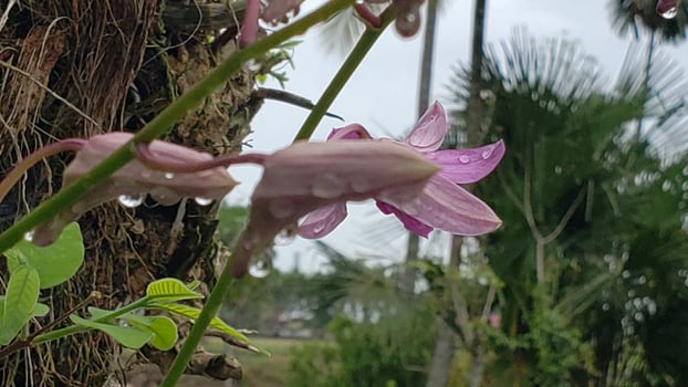 Pink Orchid Flower with Raindrops Close-up photo