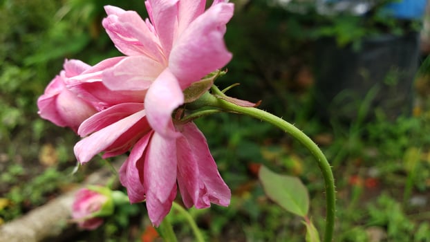 Pink Rose Flower with Thorny Stem and Blurred Green Background photo