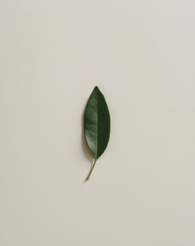 A single green leaf on a white surface photo