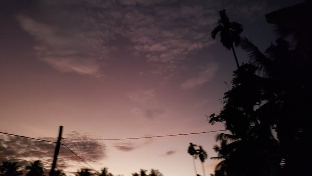 Silhouetted Palm Trees Against a Pink and Purple Twilight Sky photo