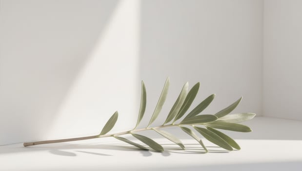 Olive Branch with Delicate Green Leaves Displayed photo