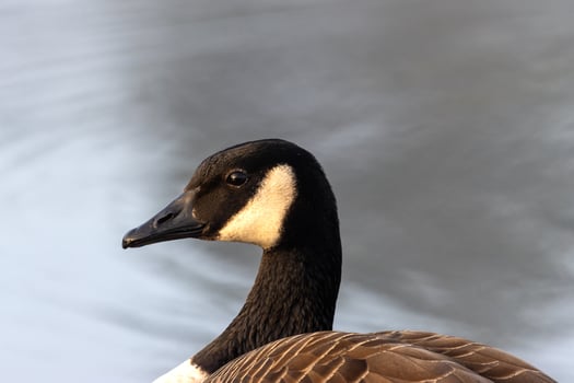 A close up of a goose with a blurred background photo