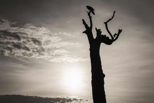A bird perched on a dead tree in front of the sun photo