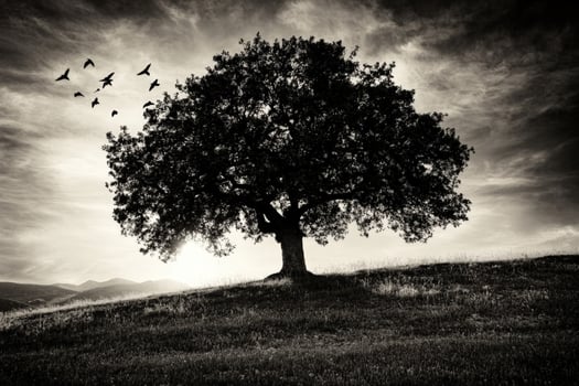 Black and white photo of a tree on a hill with birds flying above