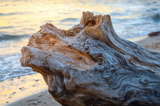 A tree stump on the beach photo