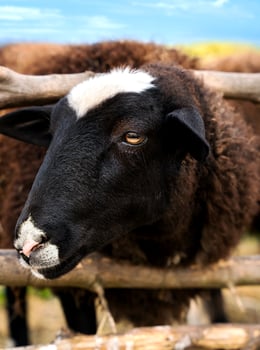 Close-up of a black and white sheep. Selective focus. photo