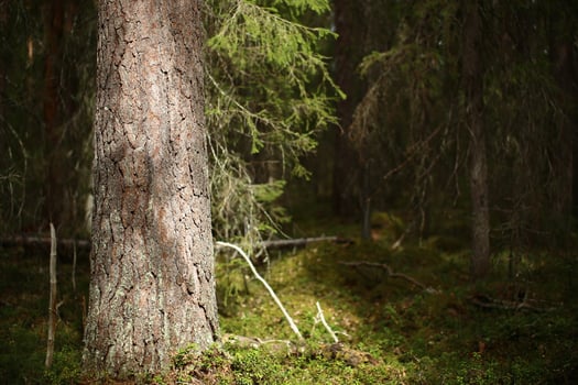 Trunk of a spruce in a dense forest with light and shadow photo