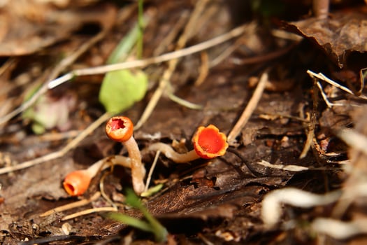 A group of Microstoma protractum fungi growing on the forest ground photo