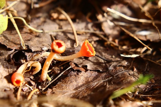 A group of Microstoma protractum fungi growing on the forest ground photo