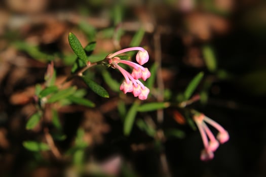 Beautiful pink buds of the toxic bog-rosemary Andromeda polifolia photo