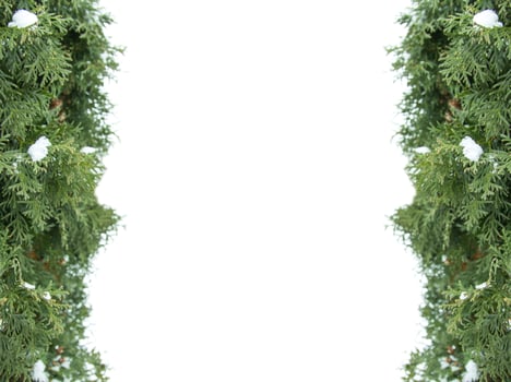 Christmas tree branches green framework on white background photo