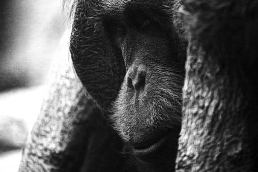 Noisy vintage shot of endangered orangutan Ponga pygmaeus photo