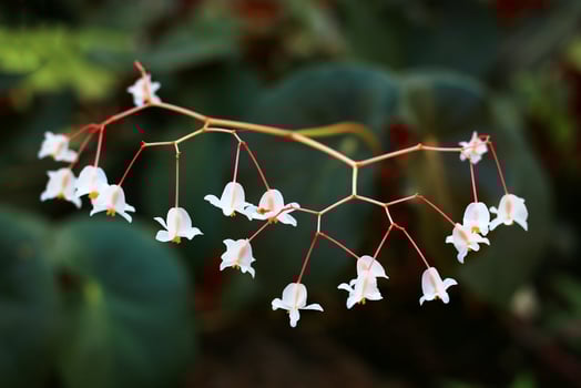 Hanging flowers of the blood-red begonia Begonia sanguinea photo