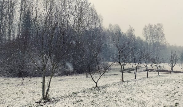 Winter landscape. Trees and snow covered fields. photo