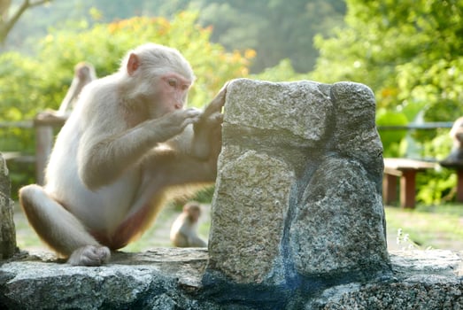 Monkey is sitting on the stone wall in outdoor park photo