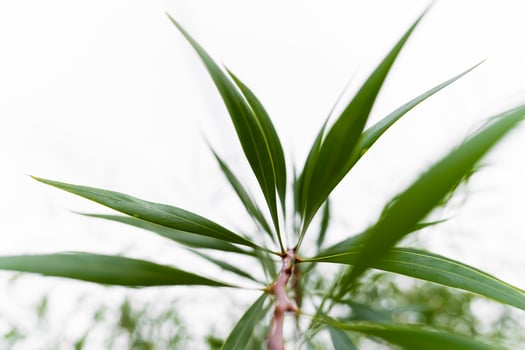 green thin leaves in white background photo