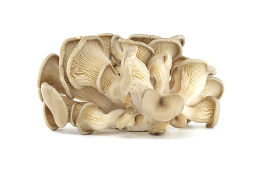 Fresh Oyster Mushrooms Isolated on White Background in Studio Lighting photo