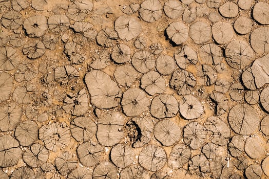 the old path is laid out of round wooden sections. Background of wooden sections of timber photo