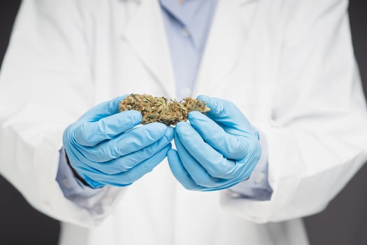 Close-up of laboratory researcher holding dry cannabis buds flowers while standing on a gray background photo