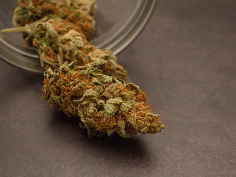 Dry cannabis buds outside of a jar on vintage background photo