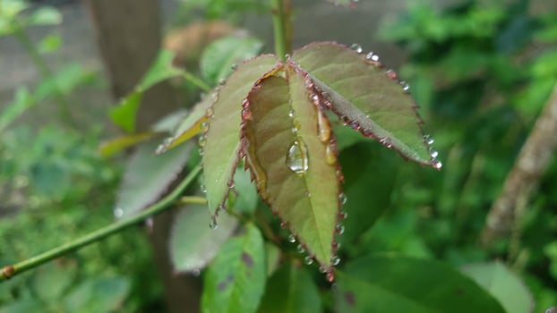 Dewdrops Glistening on a Green Leaf with Red Edges photo