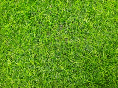 close up of a grass photo
