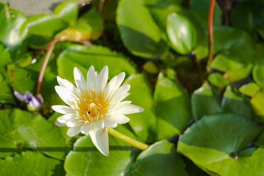 Closeup of a beautiful white lotus flower in full bloom against a background of green lily pads in water pond photo