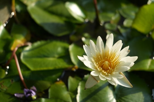 Closeup of a beautiful white lotus flower in full bloom against a background of green lily pads in water pond photo