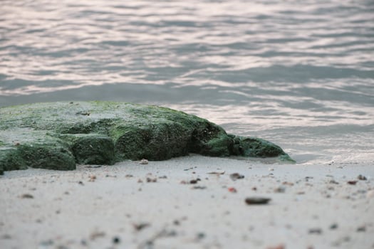coral rocks at the edge of the beach with sand photo