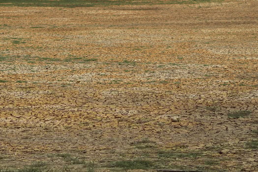 A dry tree from drought in the middle of a field with cracked ground from lack of water. Preserve an environment from drought. photo