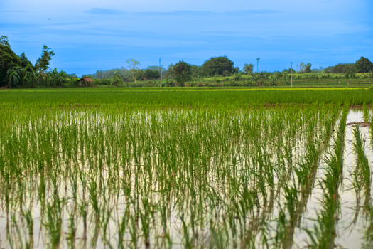 Portrait of a rice field landscape with blue sky in the background photo